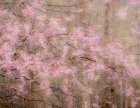 USA-Washington State-Fall City-Springtime cherry trees blooming along Snoqualmie River Art Print
